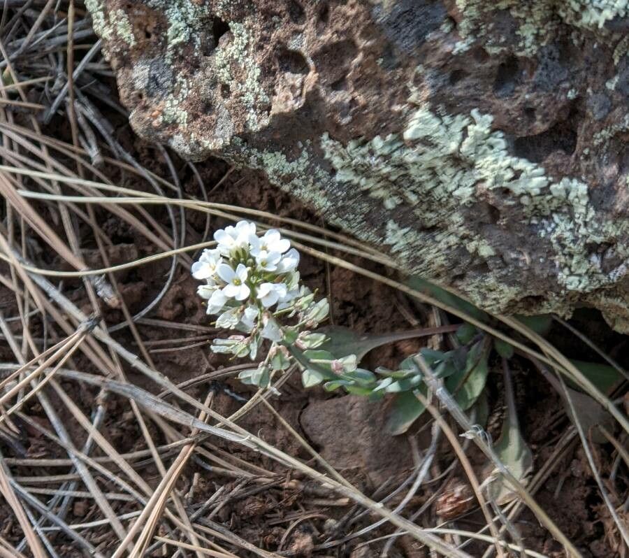 Noccaea fendleri flower