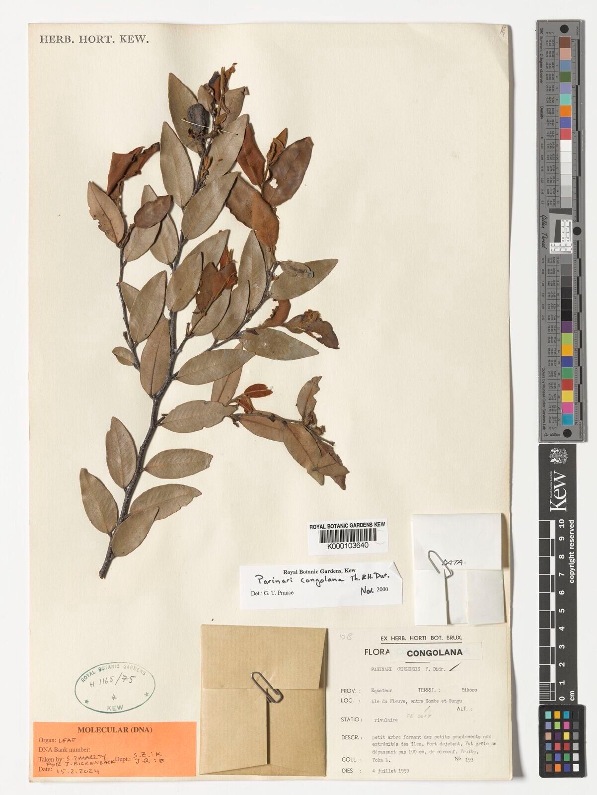 Parinari congolana — houseplant care guide