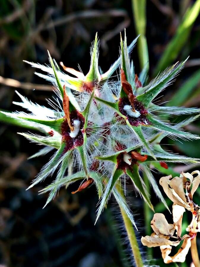 Trifolium stellatum fruit