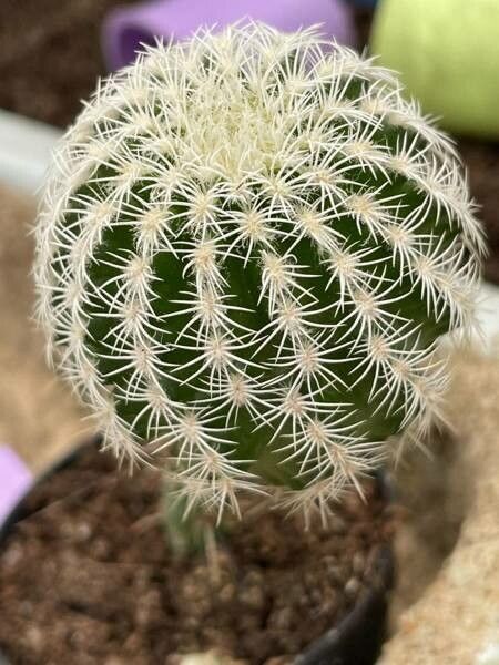 Echinocereus reichenbachii bark