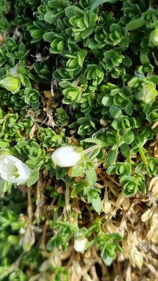 Arenaria ciliata leaf