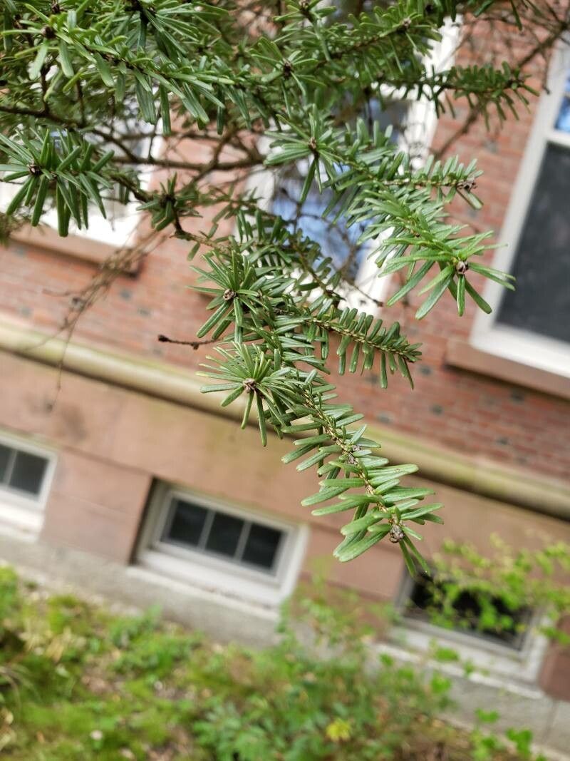 Tsuga sieboldii — search result for 'Tsuga'