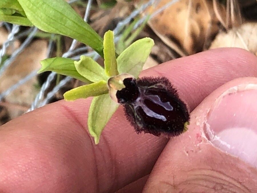 Ophrys sphegodes flower