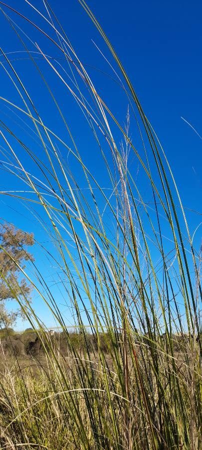 Panicum prionitis other