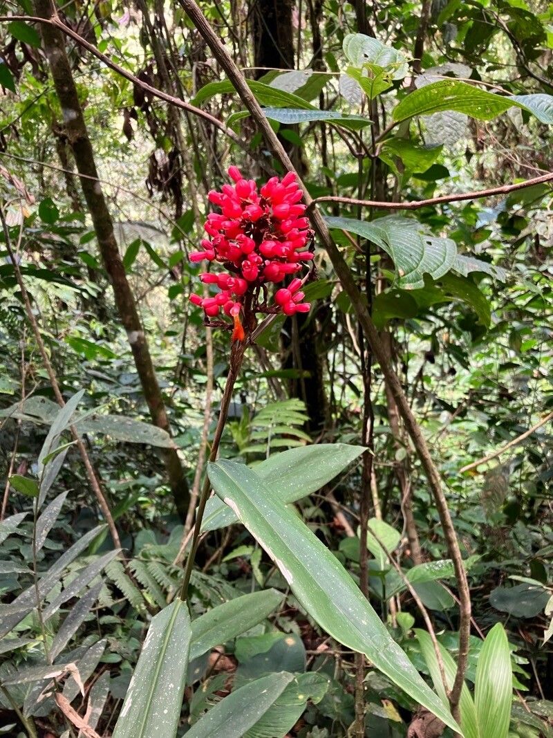 Renealmia monosperma — search result for 'Renealmia'