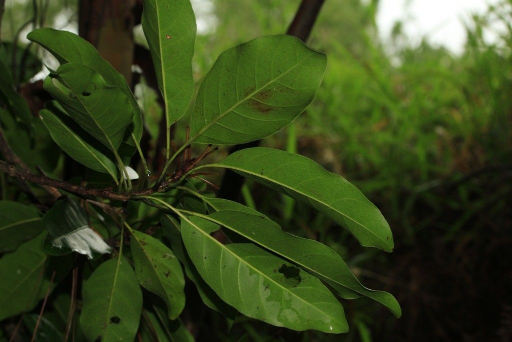Pycnandra poindimiensis habit