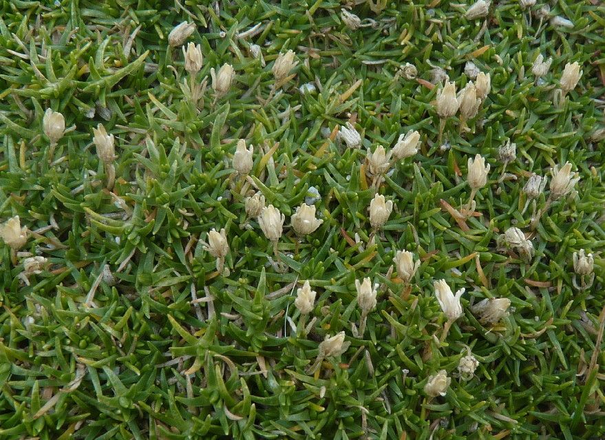 Minuartia rupestris habit