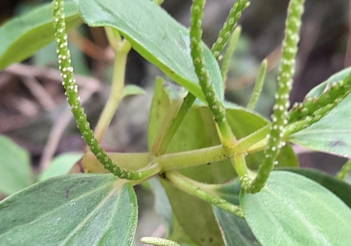 Peperomia increscens bark
