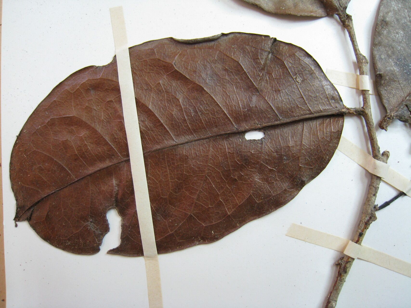 Hirtella macrosepala other