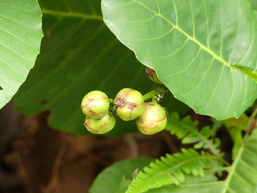 Dillenia suffruticosa fruit