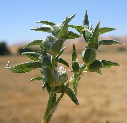 Sporobolus niliacus habit