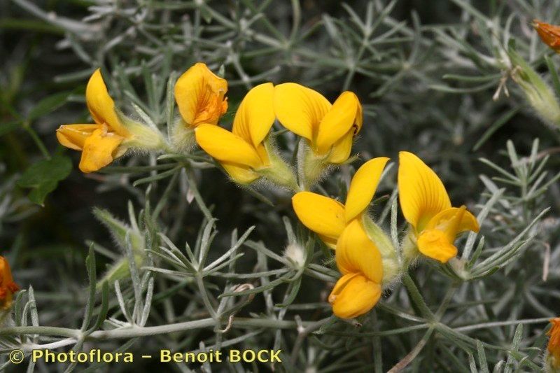 Lotus mascaensis other