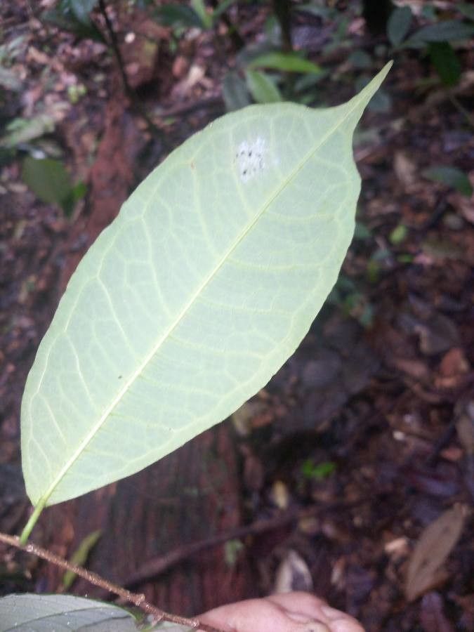 Brosimum acutifolium — related species from the same genus