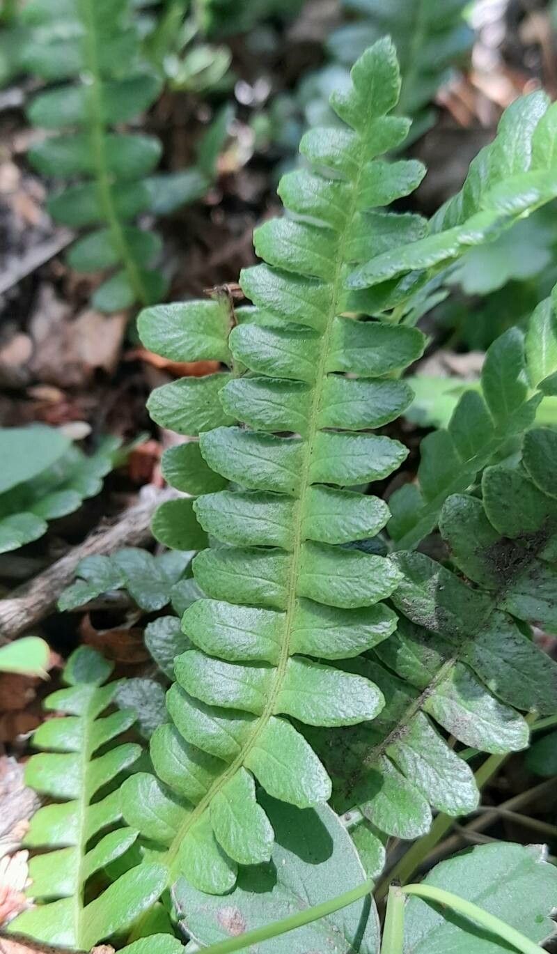 Blechnum microphyllum leaf