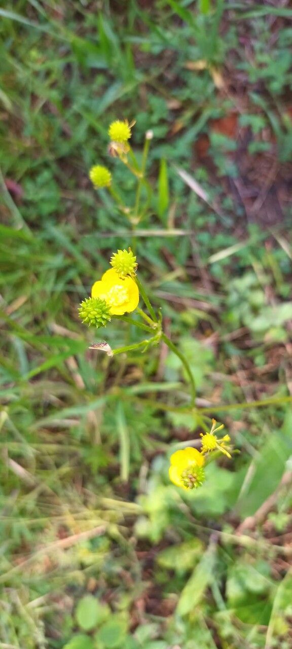 Ranunculus polyanthemos flower