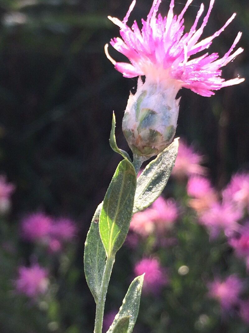 Rhaponticum repens — houseplant care guide