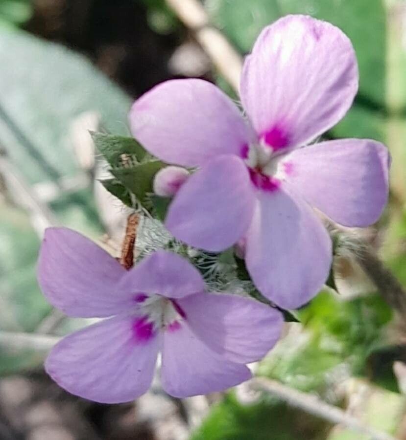 Stenandrium diphyllum flower