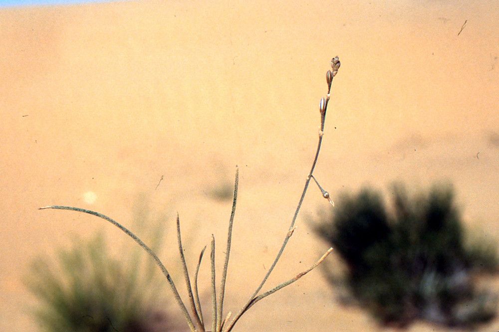 Asphodelus refractus — search result for 'Asphodelus'