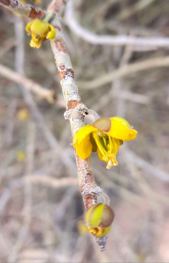 Bulnesia retamo flower