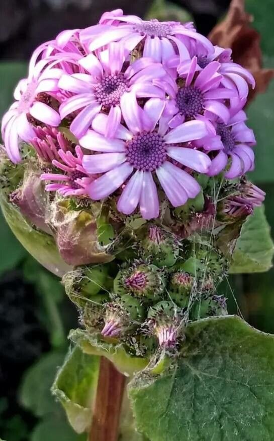 Pericallis webbii flower