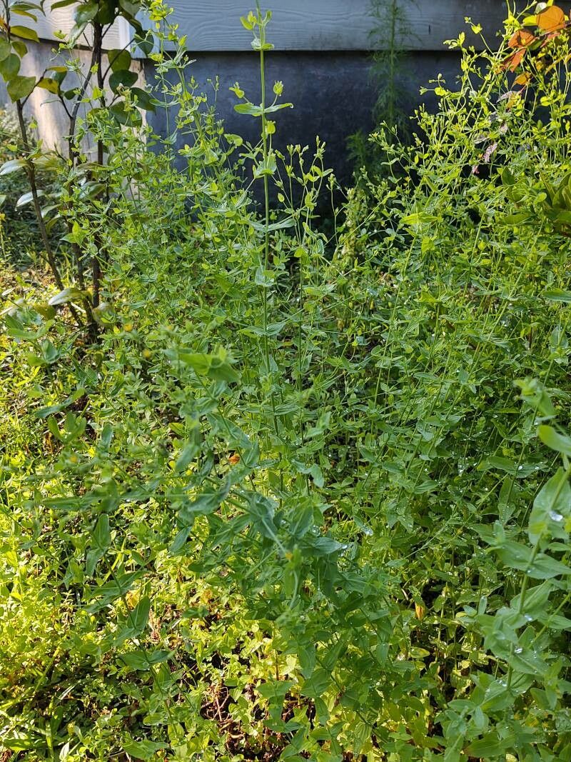 Hypericum mutilum habit