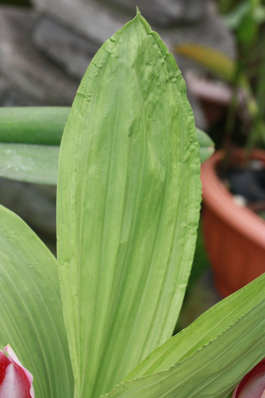 Anguloa × ruckeri — search result for 'Orchid'