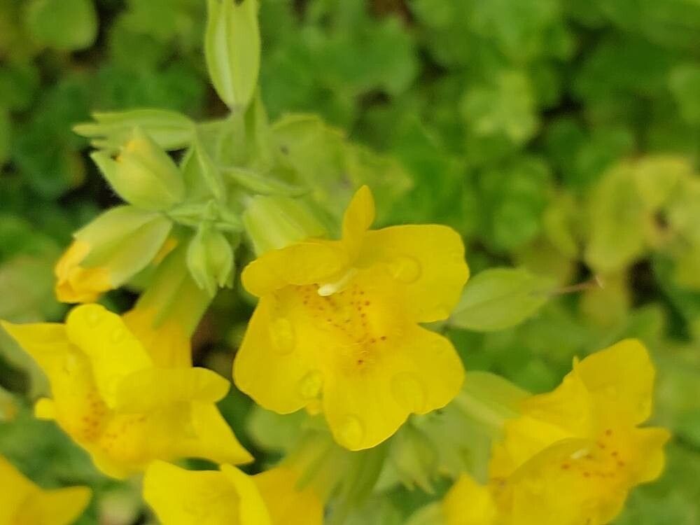 Erythranthe jungermannioides flower