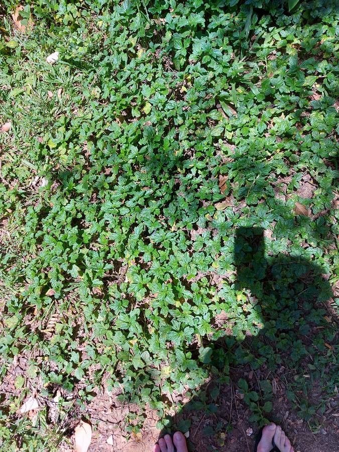 Pilea elliptica — search result for 'Pilea'