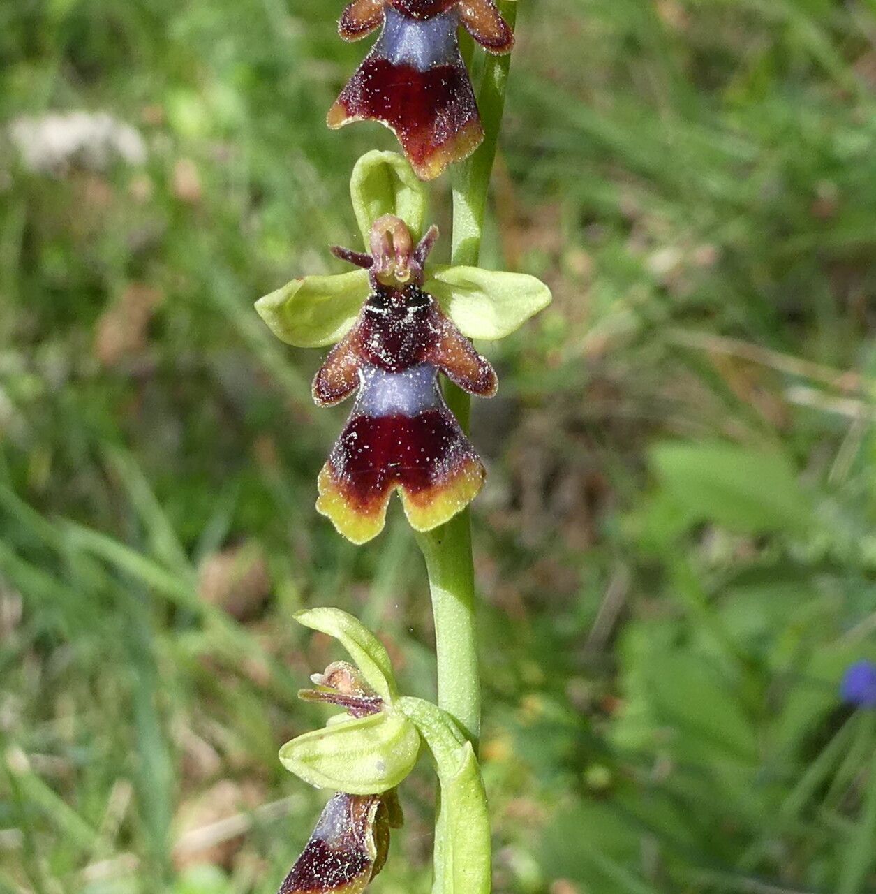 Ophrys subinsectifera — search result for 'Ophrys'