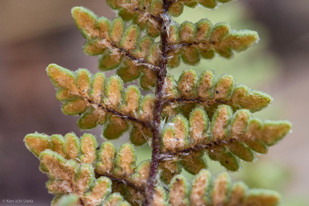 Cheilanthes eatonii — search result for 'Cheilanthes'