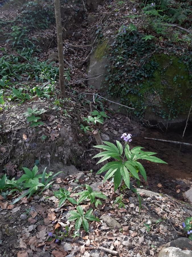Cardamine heptaphylla flower