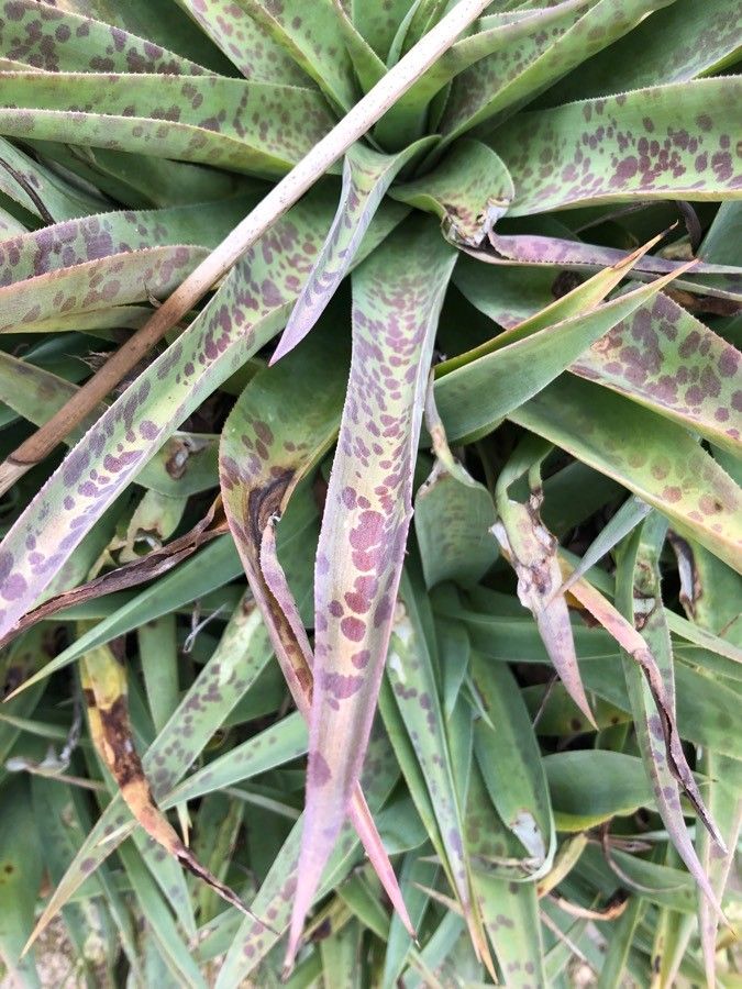 Manfreda pubescens — related species from the same genus