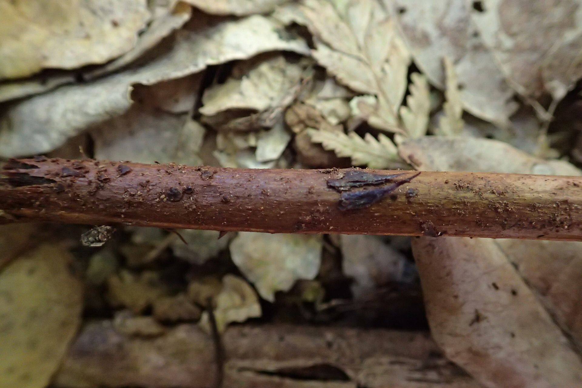 Saccoloma firmum bark