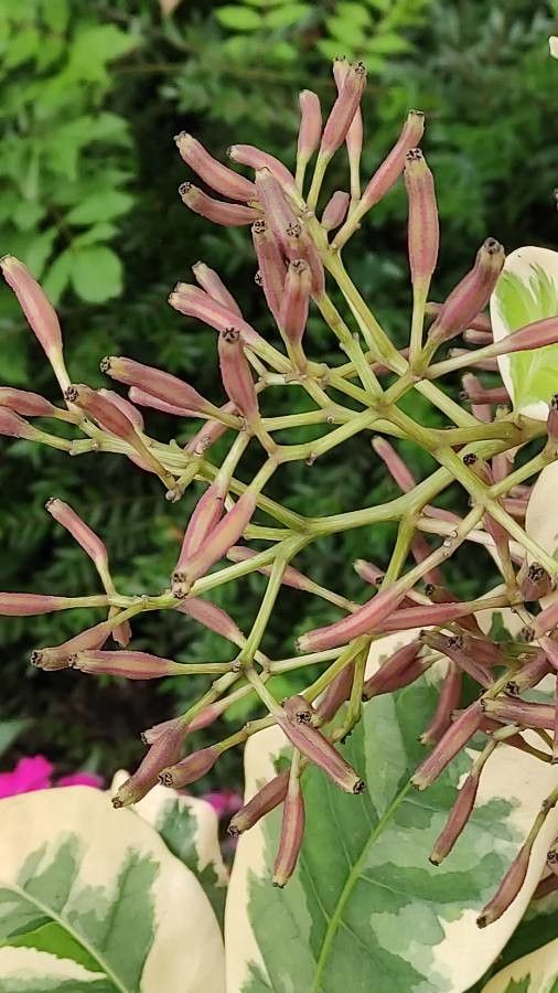 Pisonia umbellifera flower