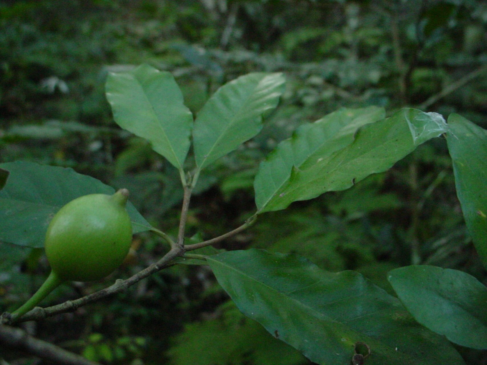 Atractocarpus sezitat fruit