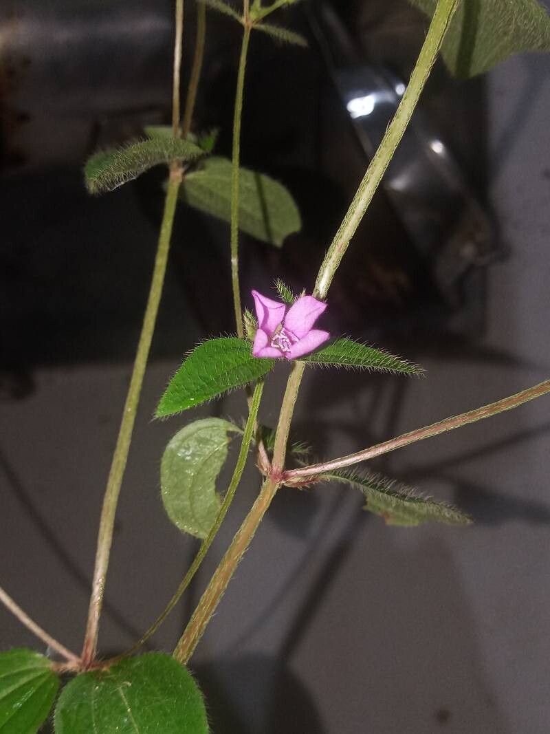 Schwackaea cupheoides flower