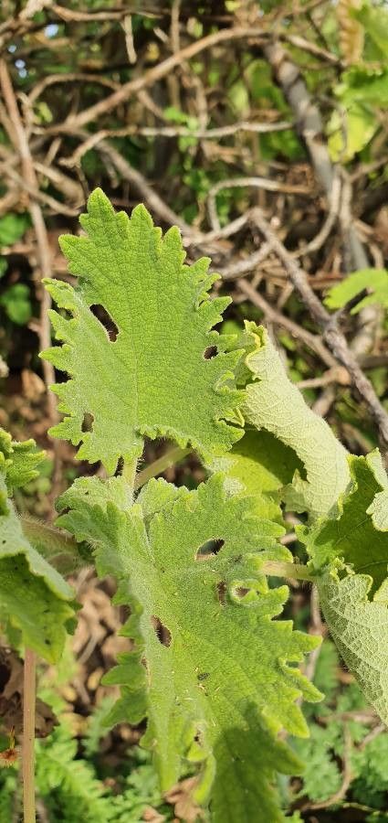 Tetradenia urticifolia leaf