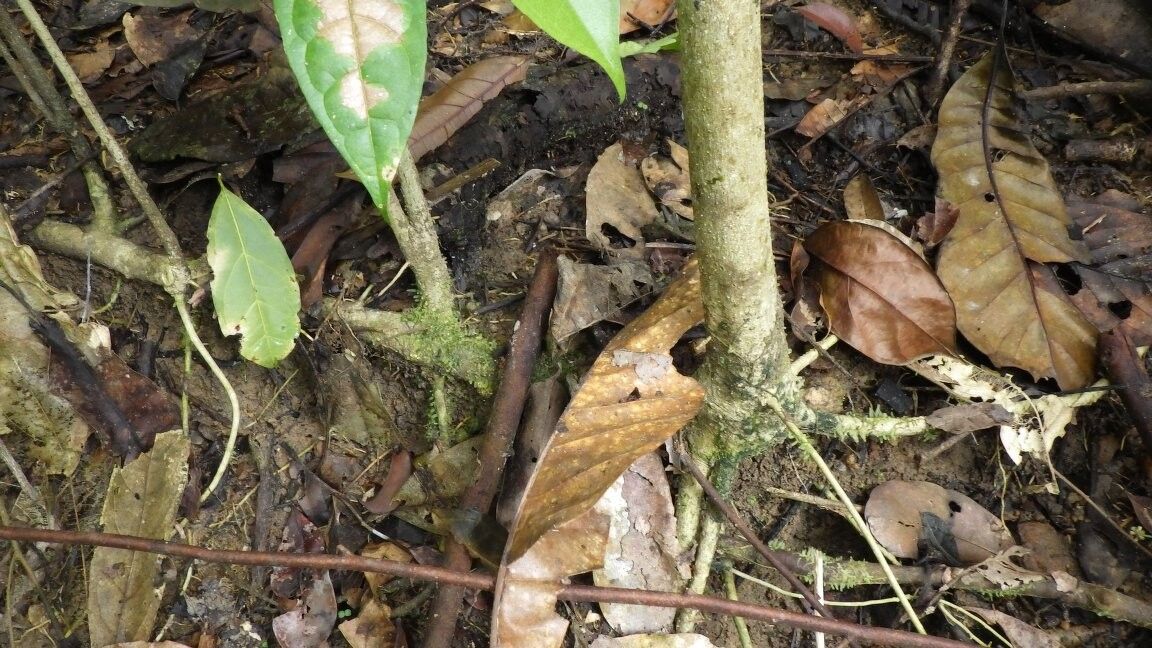 Drypetes magnistipula — houseplant care guide