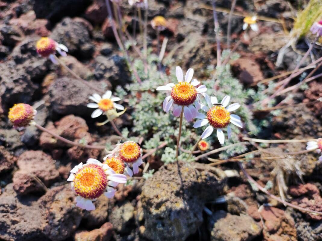 Anthemis aetnensis flower