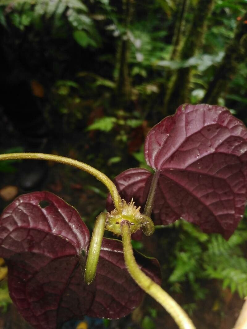 Mikania cristata leaf