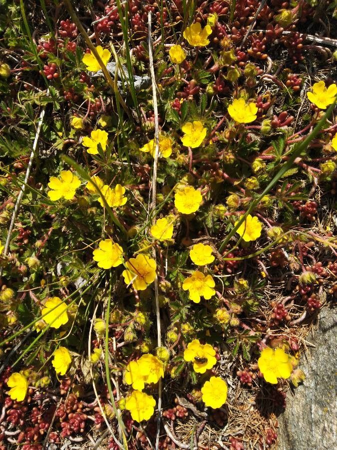Potentilla heptaphylla habit