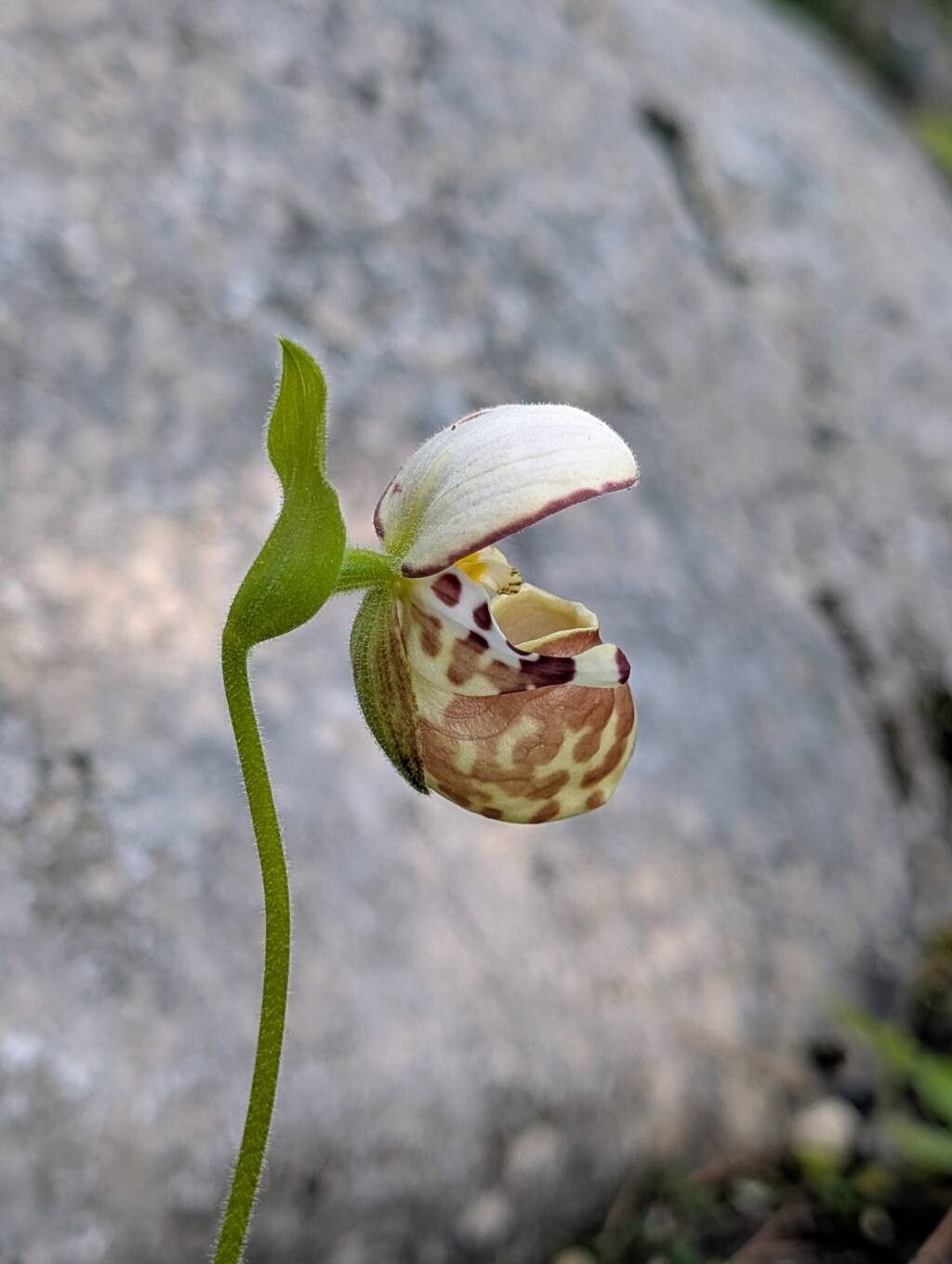 Cypripedium × alaskanum flower