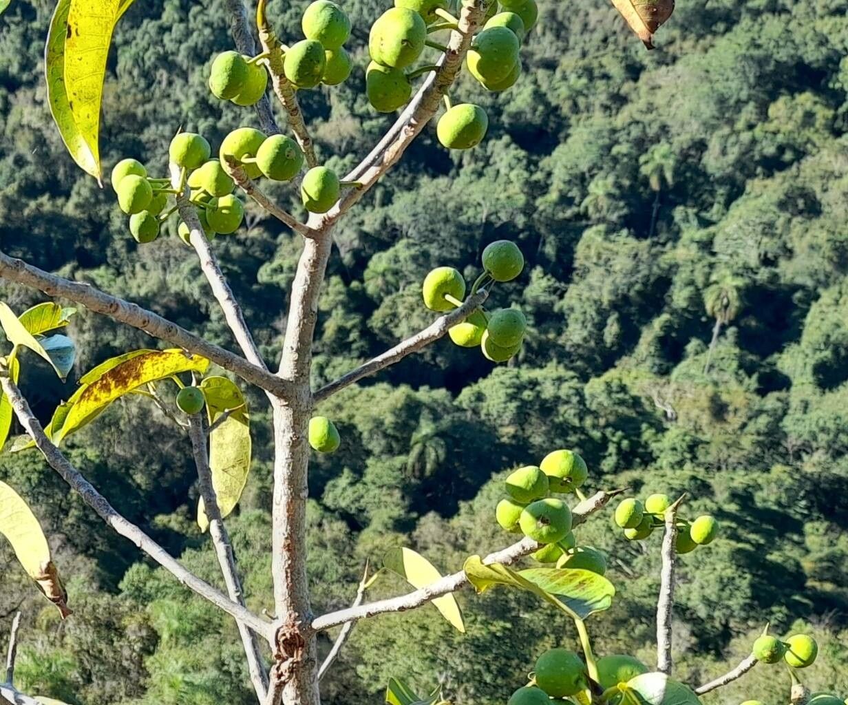 Ficus eximia fruit