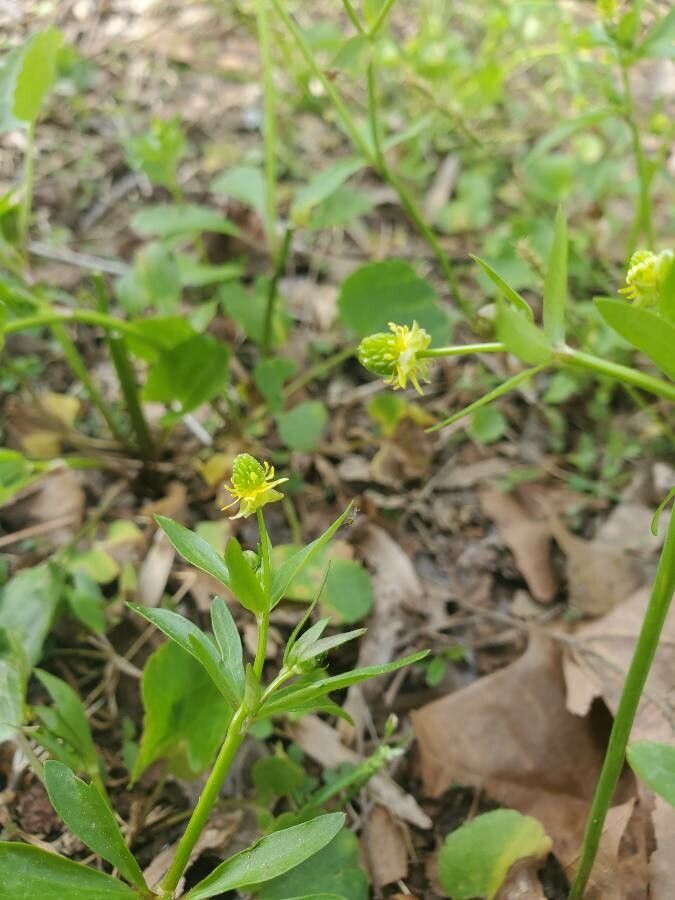 Ranunculus abortivus fruit