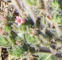 Micromeria herpyllomorpha flower