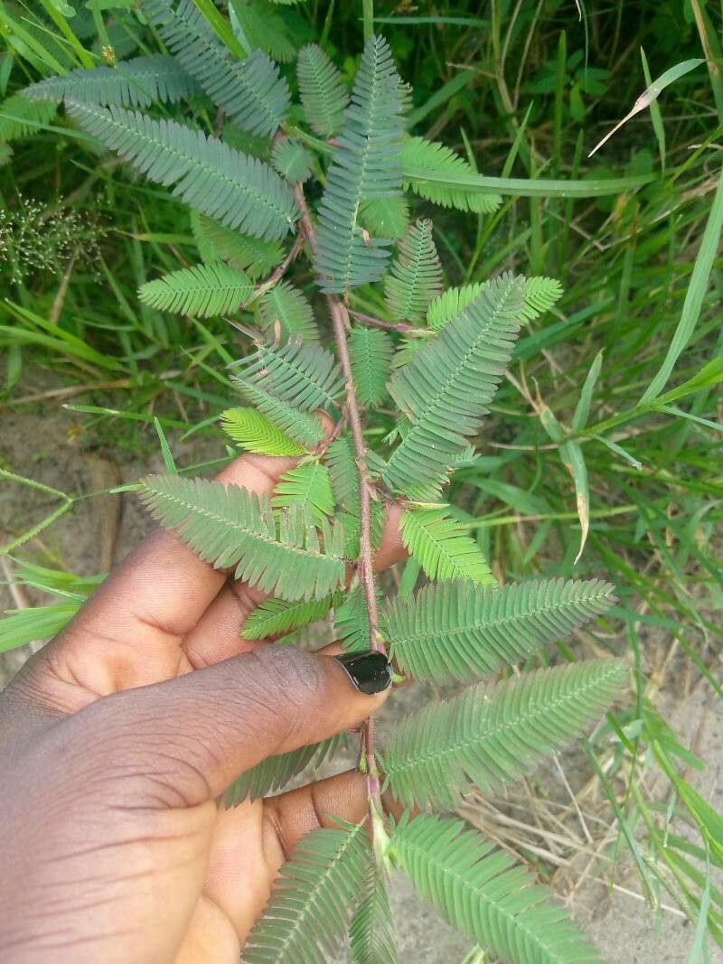 Aeschynomene americana leaf