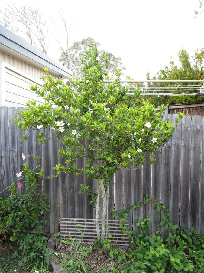 Rothmannia globosa habit