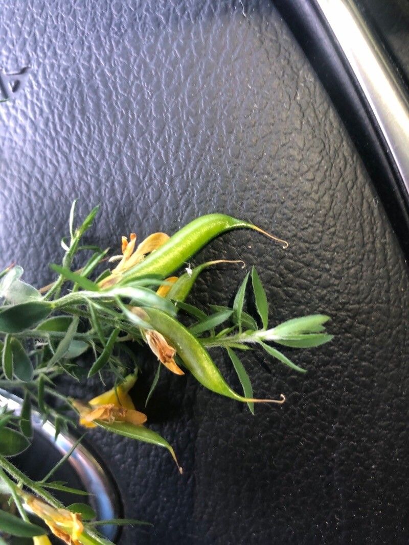 Genista falcata fruit