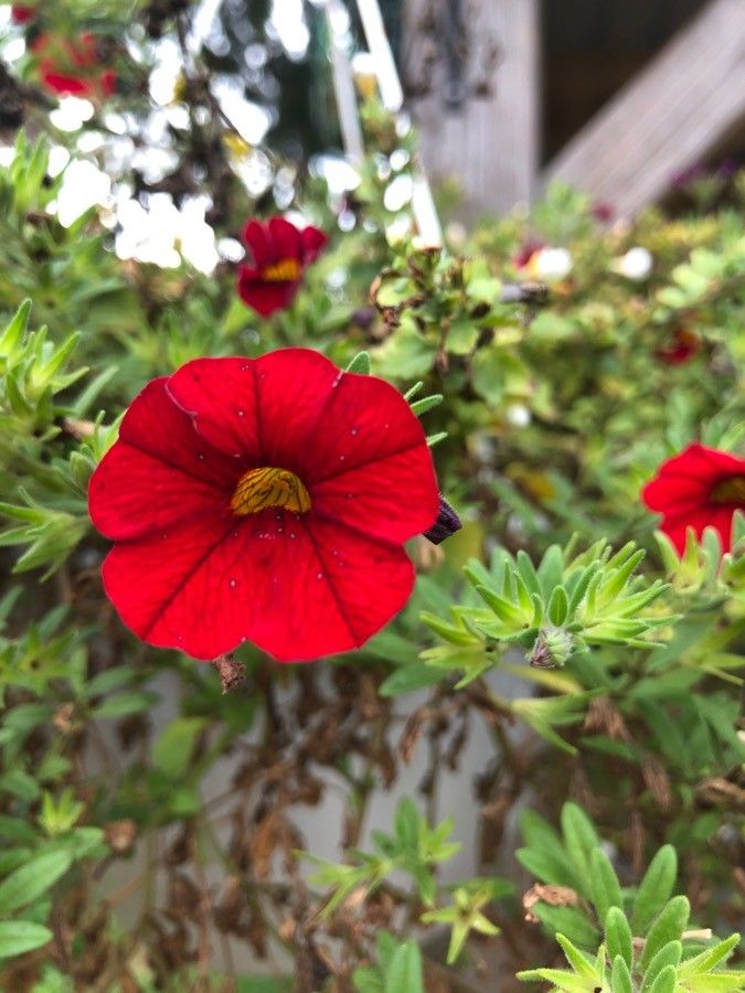 Anchusa officinalis x Anchusa undulata subsp. hybrida flower