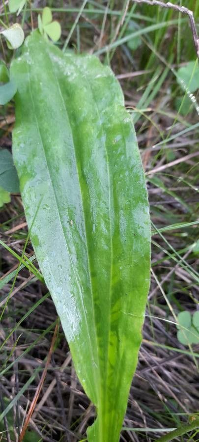 Plantago tomentosa — search result for 'Plantago'